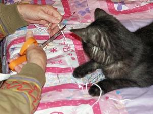 Sweetpea inspecting the work