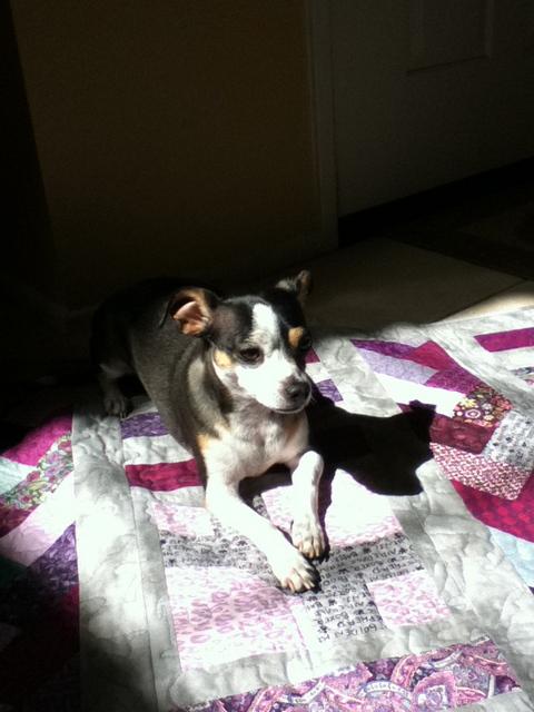 Oreo with her quilt